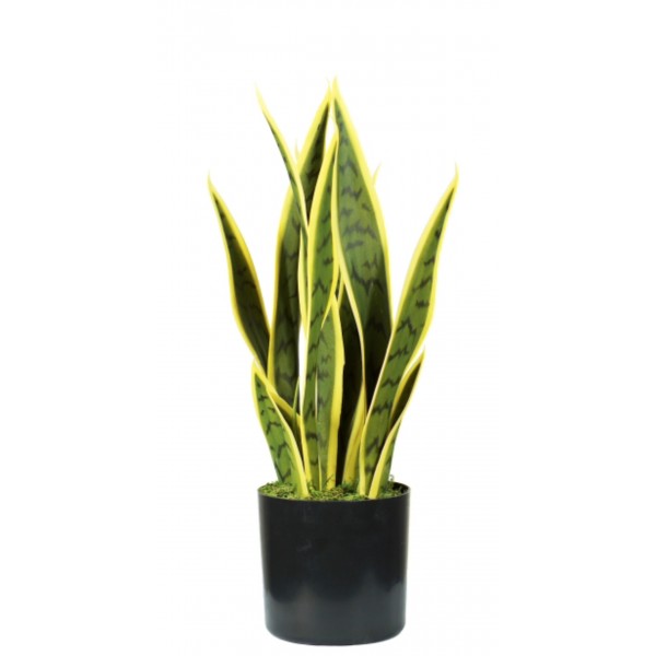 Pianta Sansevieria 12 foglie altezza 45 cm