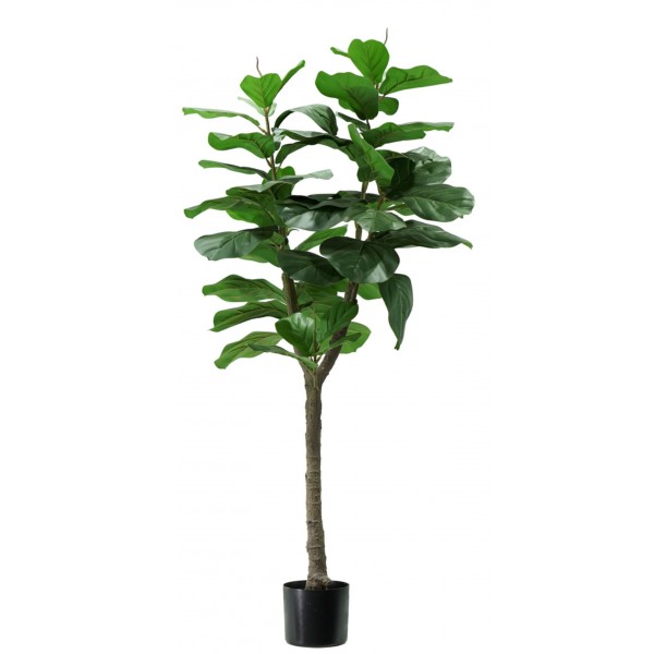 Pianta Ficus Lyrata 60 foglie altezza 130 cm